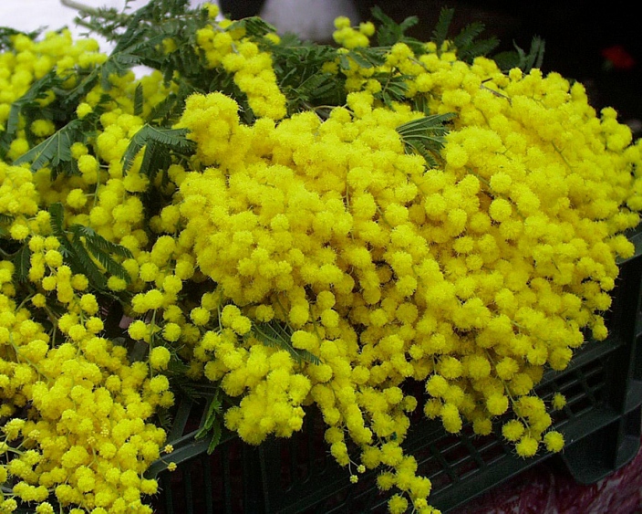 1264088014pu_mimoze0901_pok